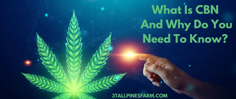 What Is CBN And Why Do You Need To Know?