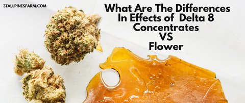 What Are The Differences In Effects Of Delta 8 Concentrates VS Flower?