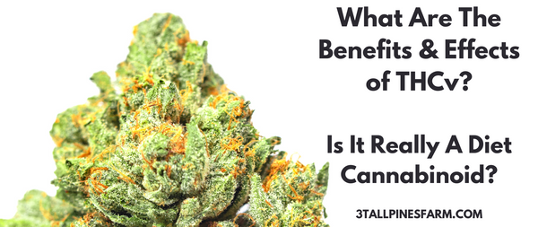 What Are The Benefits And Effects Of THCv? Is It Really A Diet Cannabinoid?