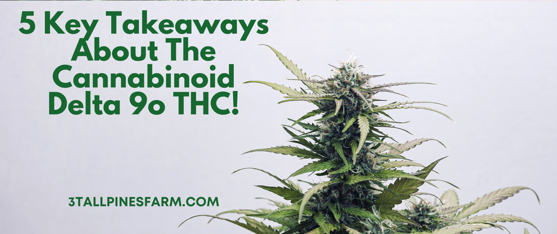 5 Key Takeaways About The Cannabinoid Delta 9o THC