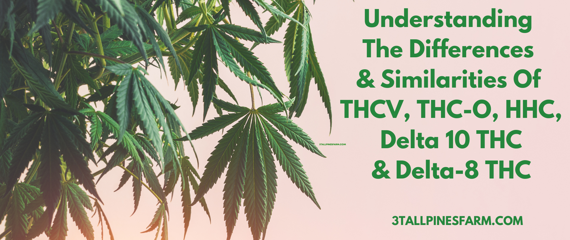 Understanding The Differences & Similarities Of THCV, THC-O, HHC, Delta ...