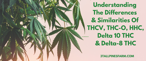 Understanding The Differences & Similarities of THCV, THC-O, HHC, Delta 10 THC, & Delta 8 THC