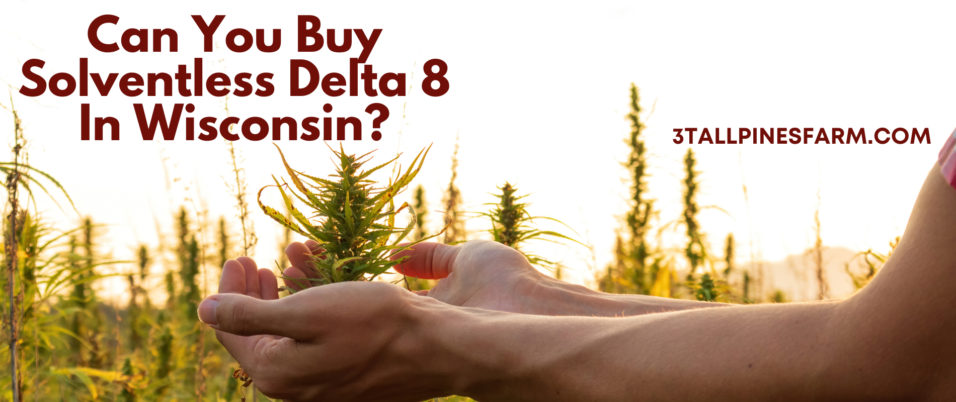 Can You Buy Solventless Delta 8 In Wisconsin? - 3 Tall Pines Farm