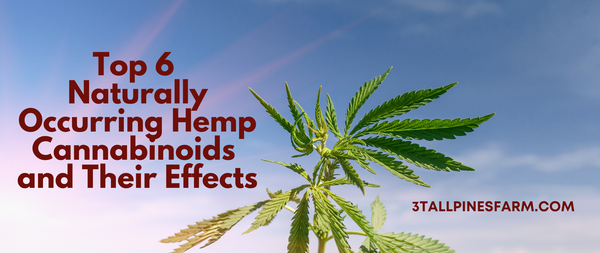 Top 6 Naturally Occurring Hemp Cannabinoids and Their Effects