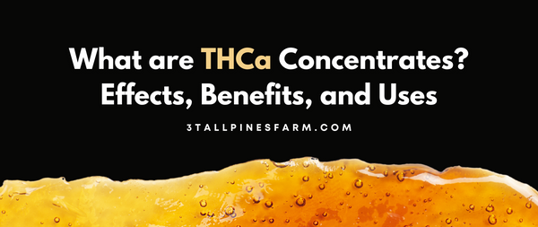 What Are THCa Concentrates? Effects, Benefits, and Uses