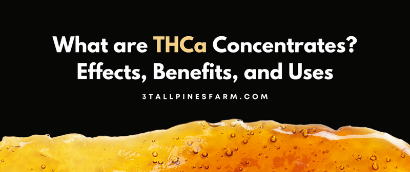 What Are THCa Concentrates? Effects, Benefits, And Uses