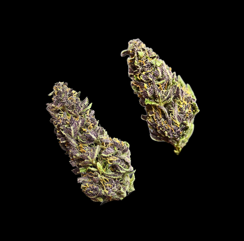 sativa 2